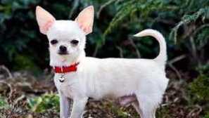 Характеристики на чихуахуа