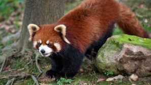 Характеристики на малки или червени (червени) панда