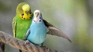 Характеристики на развъждането на вълнообразни папагали у дома