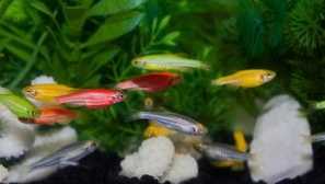 Характеристики на съдържанието и грижа за аквариумната риба данио