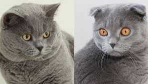 Разликата между британските котки от шотландски: какво е различно?