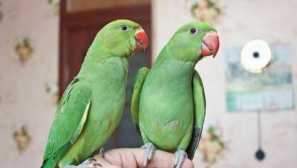 Папагали: видове, съдържание и размножаване