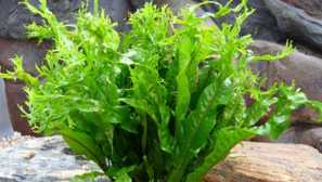 Тайландски папрат или чудо-аквариумно растение