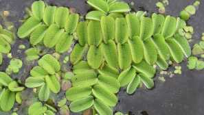 Модел вода съдържание грижа за развъждане на снимката описание на снимката.