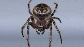 Паяк кръст: общи характеристики, видове кръстоносци