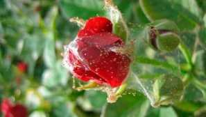 Времето кърлежи на розово описание, причини и признаци на инфекция, ефективни методи за борба