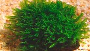 Хептер мос: описание, снимка, репродукция, съдържание