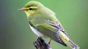 Пяна: описание на птиците и снимка