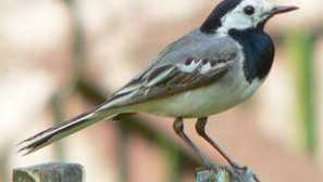 Flight bird wattail: как изглежда