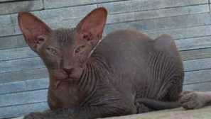 Санкт петербург сфинкс: описание и характеристики на петерболд