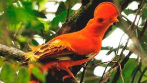 Кокрел гиаяни роки