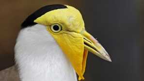 Сондажен или войник чиби (лат. Vanellus miles novaehollandiae)