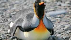 Пингвини: описание на видовете, характеристиките и местата, където живеят
