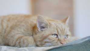 Pyometers в котки