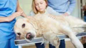 Pioometers при кучета: лечение, причини, работа