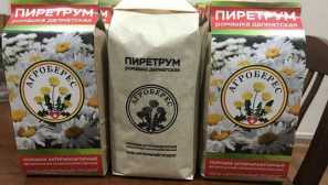 Pyrethrum powder от peopletrum interector powder и неговите свойстваприт за борба с леглото, за да се използва пиретрум прах в борбата срещу покритие на прах на прах от инсектопирем прах от насекоми, опаковане 300 грама
