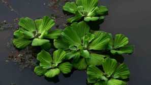 Pushta наслоен