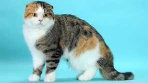 Живот живот на калската котка: средна възраст на домашните любимци и как да го увеличи