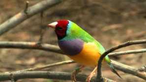 Защо амади унищожават гнездата и