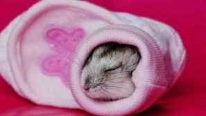 Защо домашно хамстерът попада в хибернацията