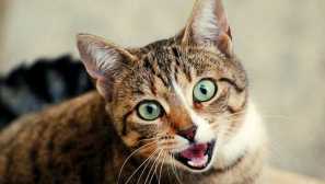 Защо котката без причина: 5 предполагаеми опции