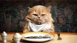 Защо котките играят с храна