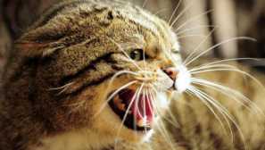 Защо котките не се корени в къщата