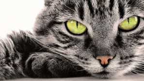 Защо котките изглеждат вдишни?