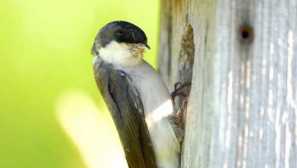 Защо лято нарича лястовица