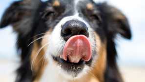 Защо мокър нос - знак за здраво куче