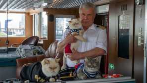 Защо моряците считат присъствието на котки на кораба щастлив знак