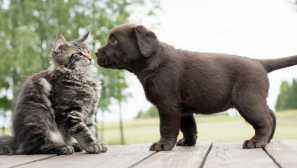 Защо кучетата не харесват котките