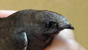 Защо прическите залепени