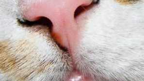 Защо сух нос в котка, котенце: причини какво да правя