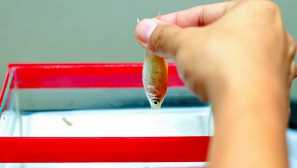 Защо да умреш риба в аквариума и какво да правя.