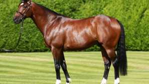 Избор на най-скъпите коне, продавайки кои, можете да си купите няколко елитни имения