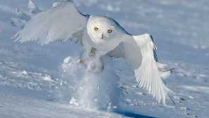 Полярна бухал или бяла сова