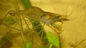 Игрален дългосрочно съдържание на скариди описание снимка .