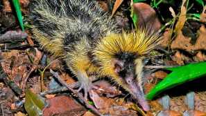 Раиран тенар