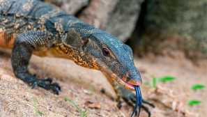 Раиран варан