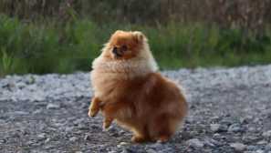 Pomeranian spitz