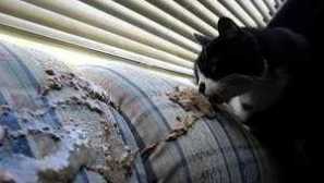 Диария и повръщане в котката: причината и лечението