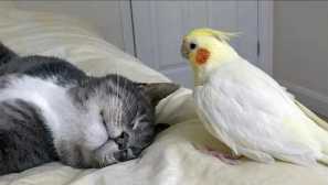 Папагалът промени поведението на котката