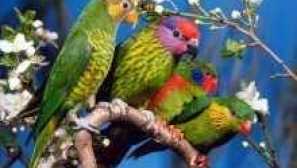 Папагал лори: характеристики на видовете и правилата на съдържанието