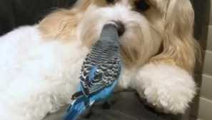 Папалотът погледна към дома си и реши, че е пазач