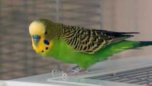 Папагал отмъсти котката за счупеното крило