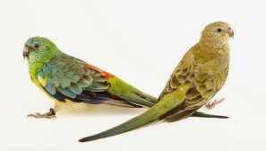 Parrot pevichi - австралийска птица с пеене на хрема и мелодично