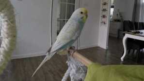 Parrot повтаря звуците, които чуват