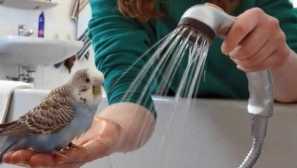 Папагалът взема душ с нас