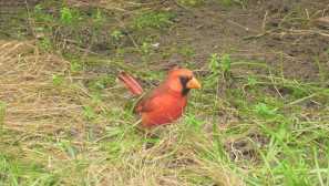 Парготи или лилав кардинал